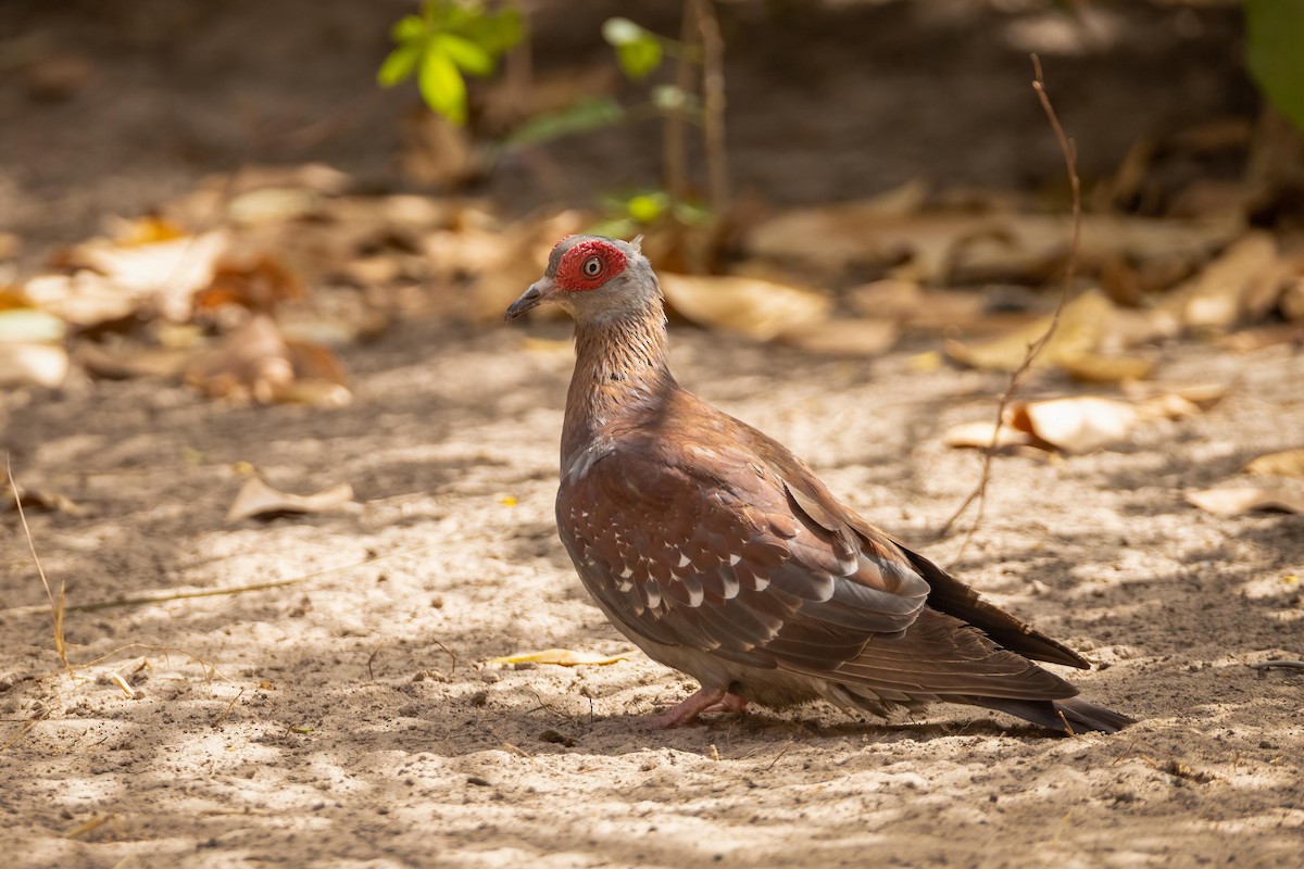 Speckled Pigeon - ML581044321