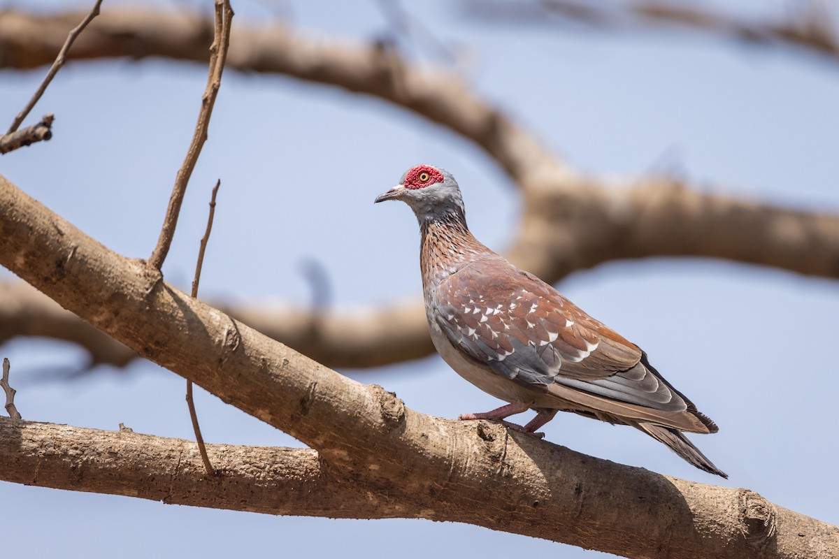 Speckled Pigeon - ML581044501