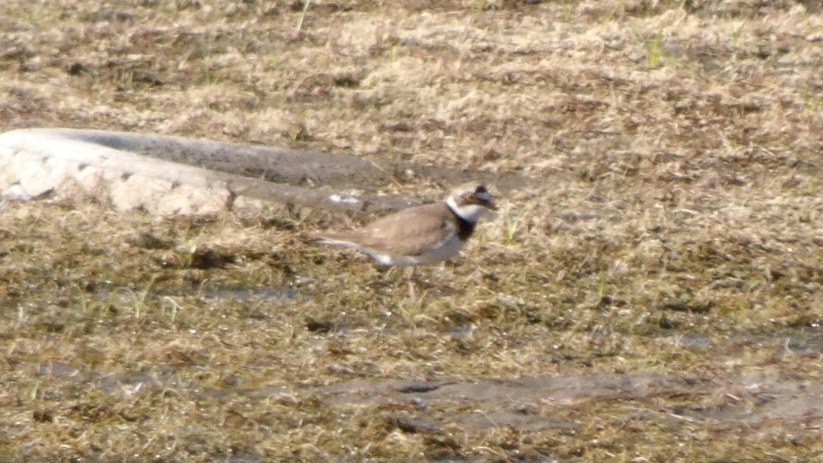 Little Ringed Plover - ML581045531