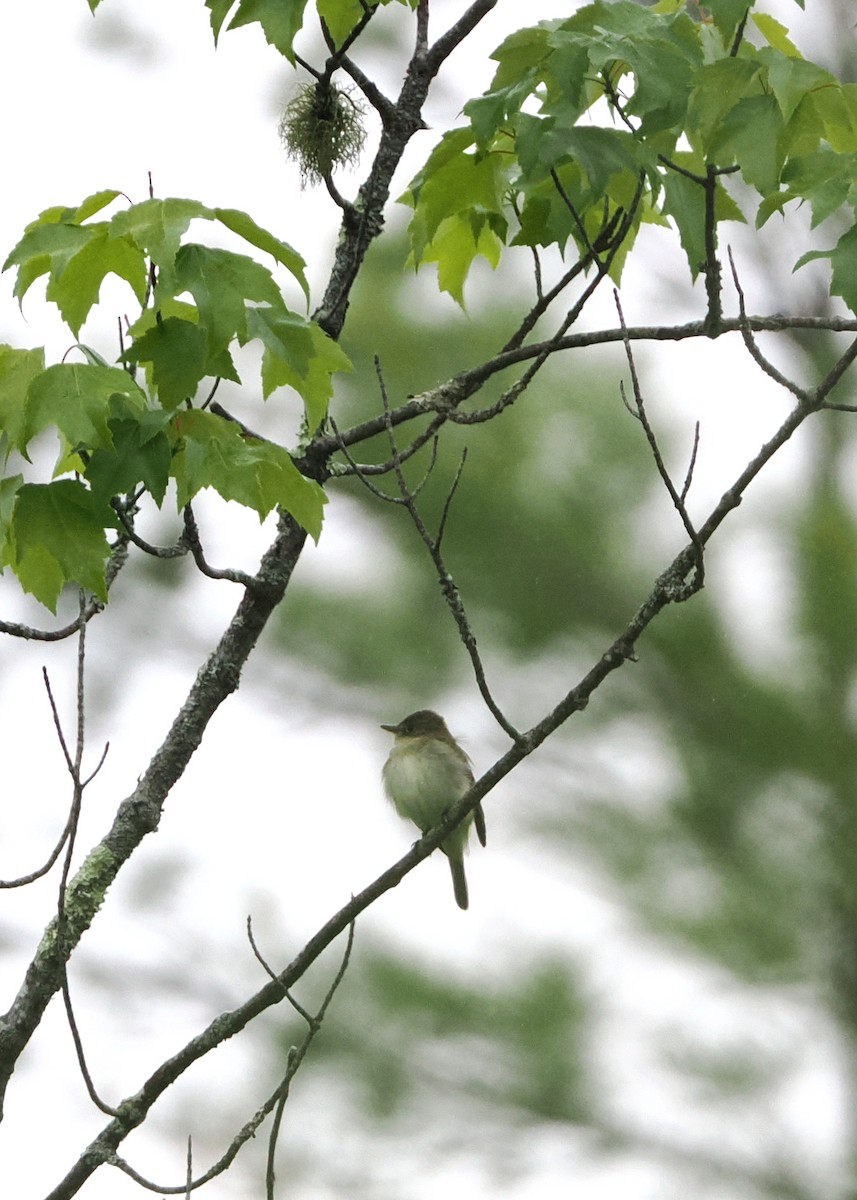 Alder Flycatcher - Nora E Hanke