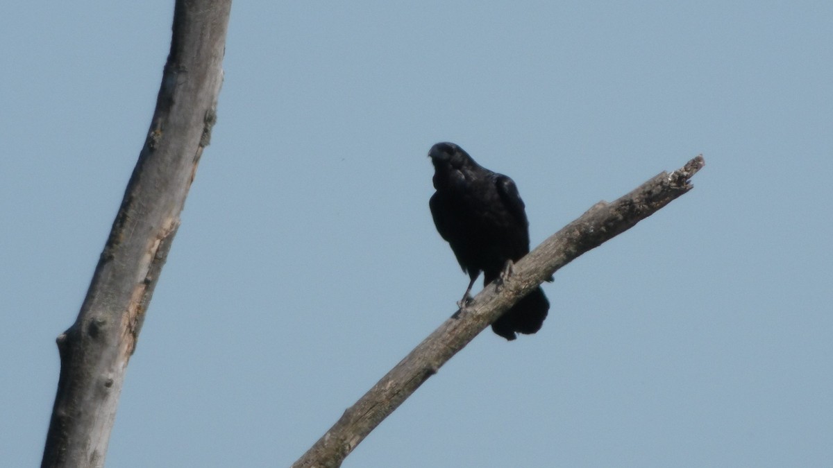 Common Raven - ML581046161