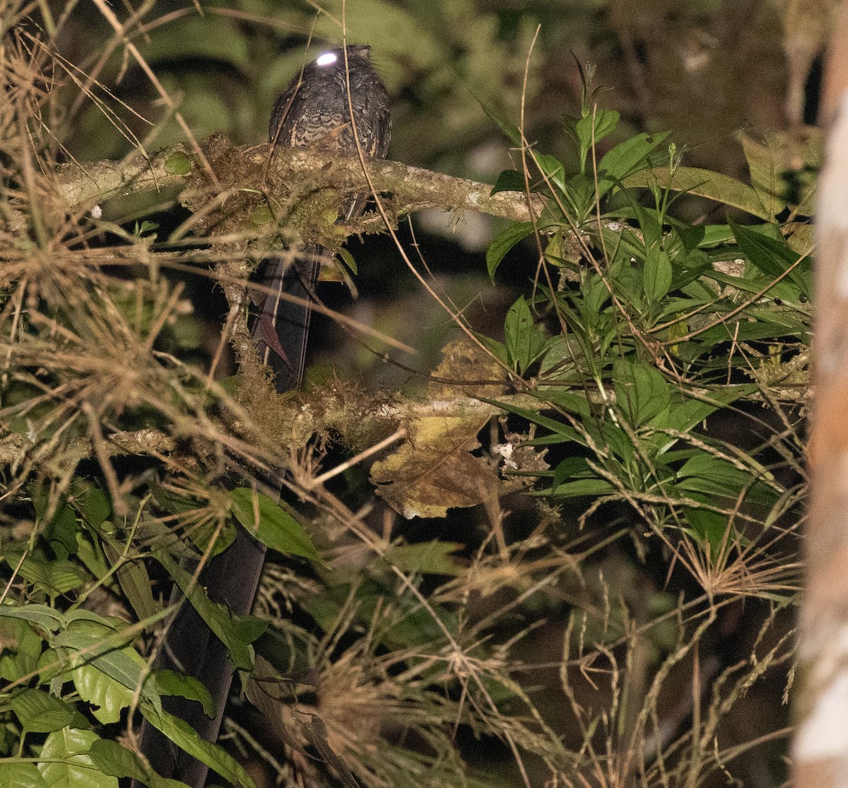 Lyre-tailed Nightjar - ML581046431