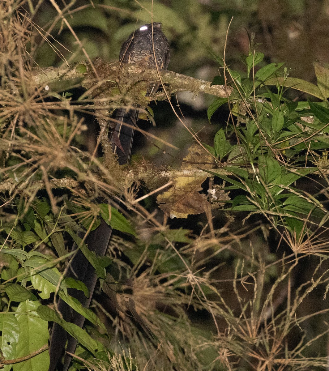 Lyre-tailed Nightjar - ML581046441