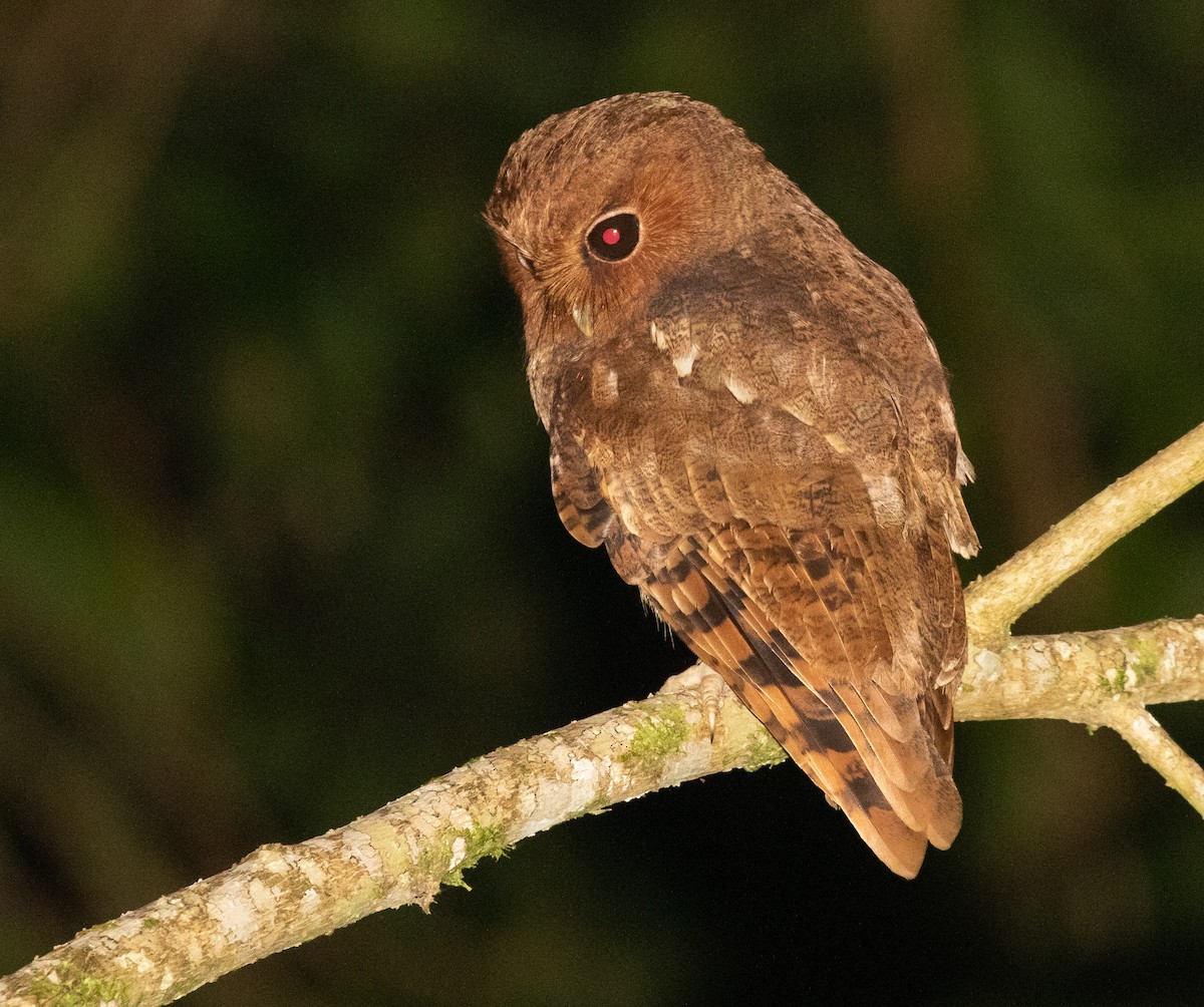 Rufescent Screech-Owl - ML581046461