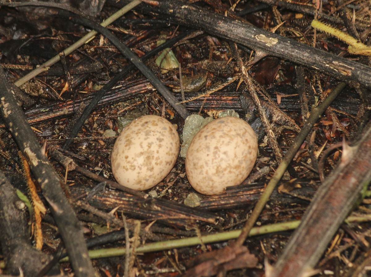 Scrub Nightjar - ML58104741