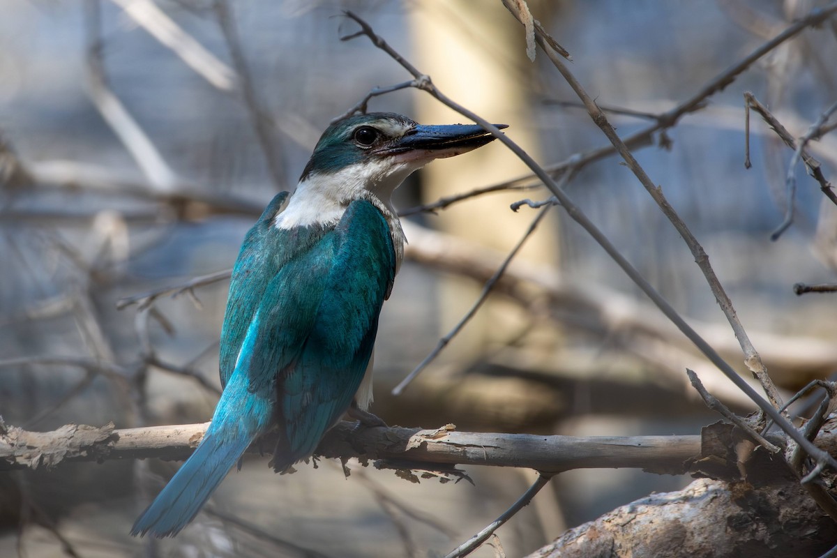 Collared Kingfisher (Arabian) - ML581047811