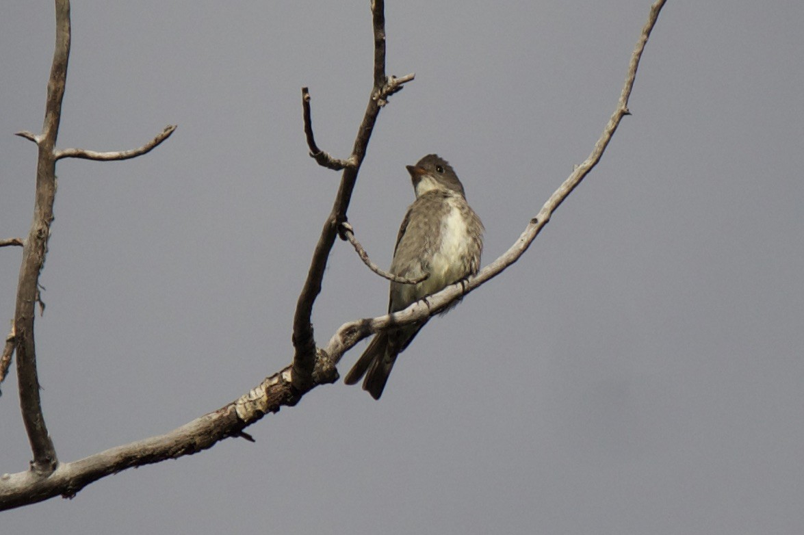 Olive-sided Flycatcher - Ken Wade