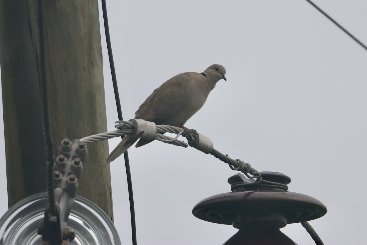 Eurasian Collared-Dove - ML581048381