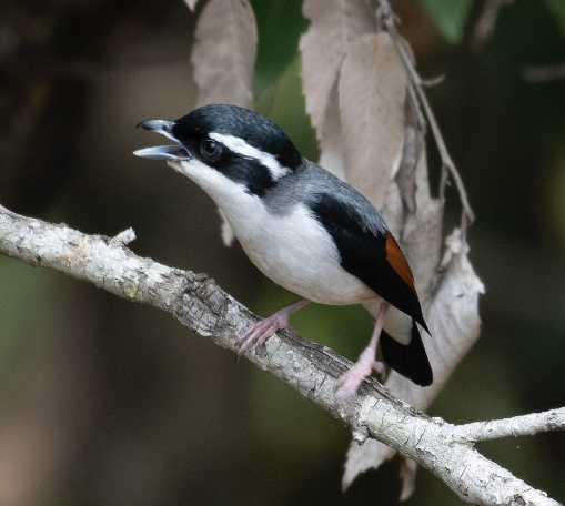 White-browed Shrike-Babbler (Himalajawürgervireo) - ML581048471