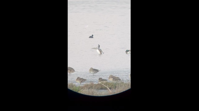 Chiloe Wigeon - ML581048481