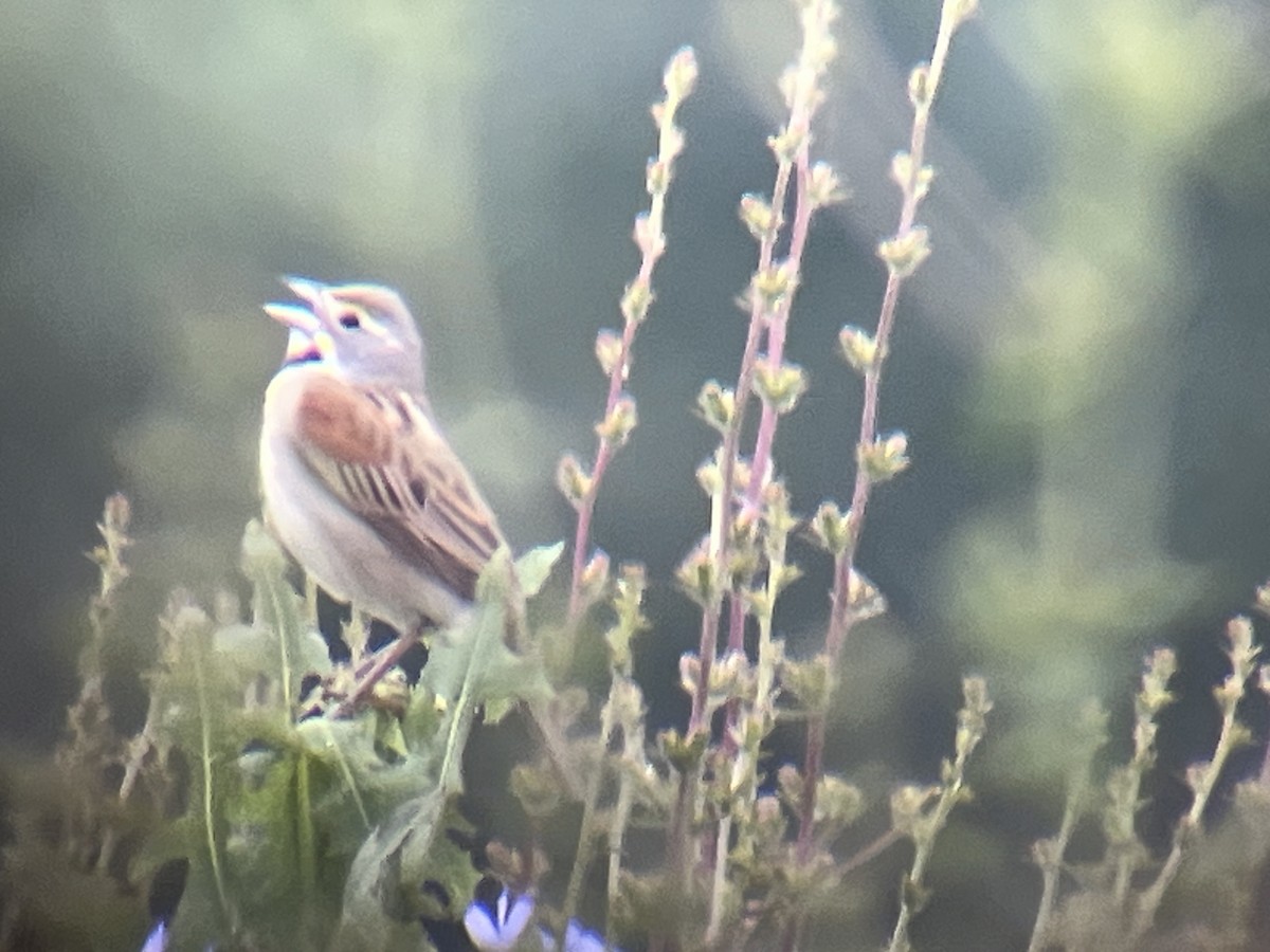 Dickcissel - ML581048991