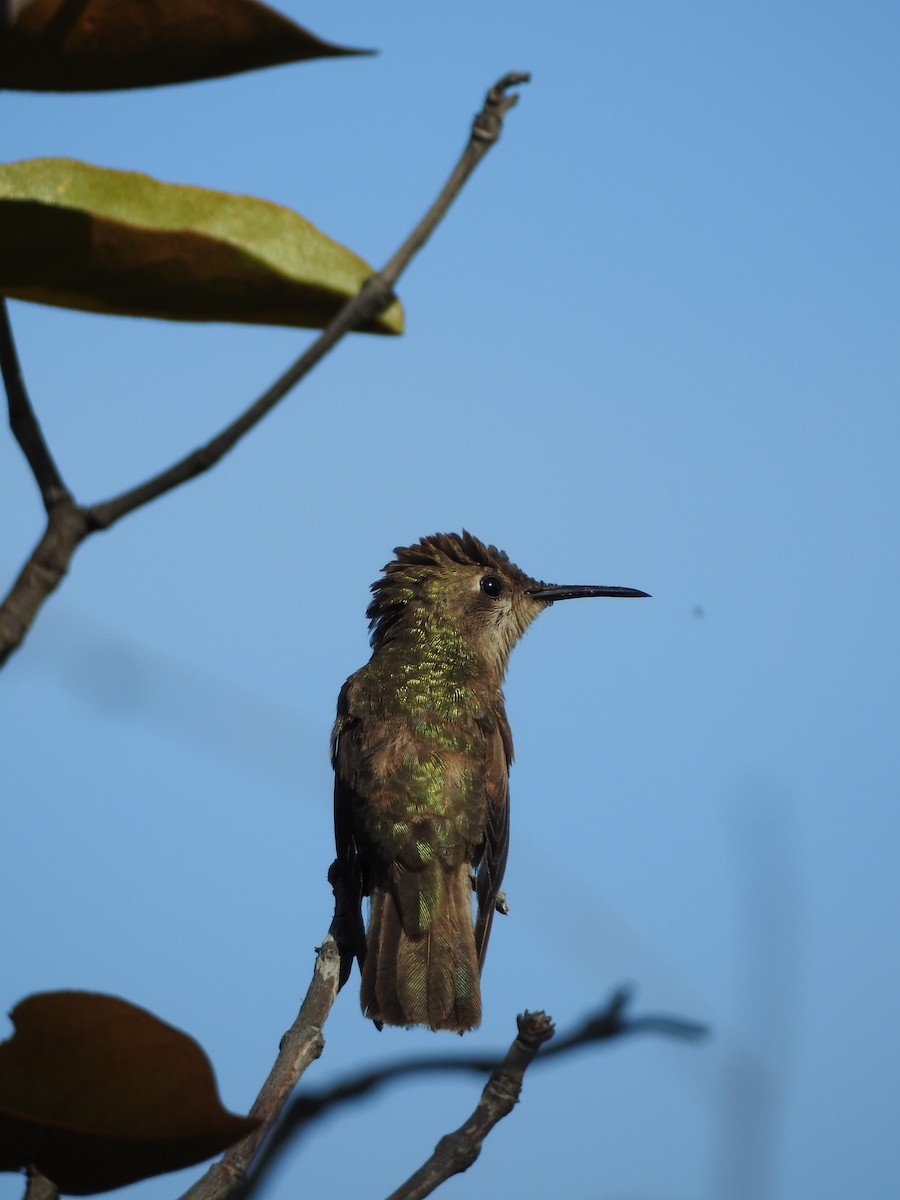 Ruby-topaz Hummingbird - ML581049001