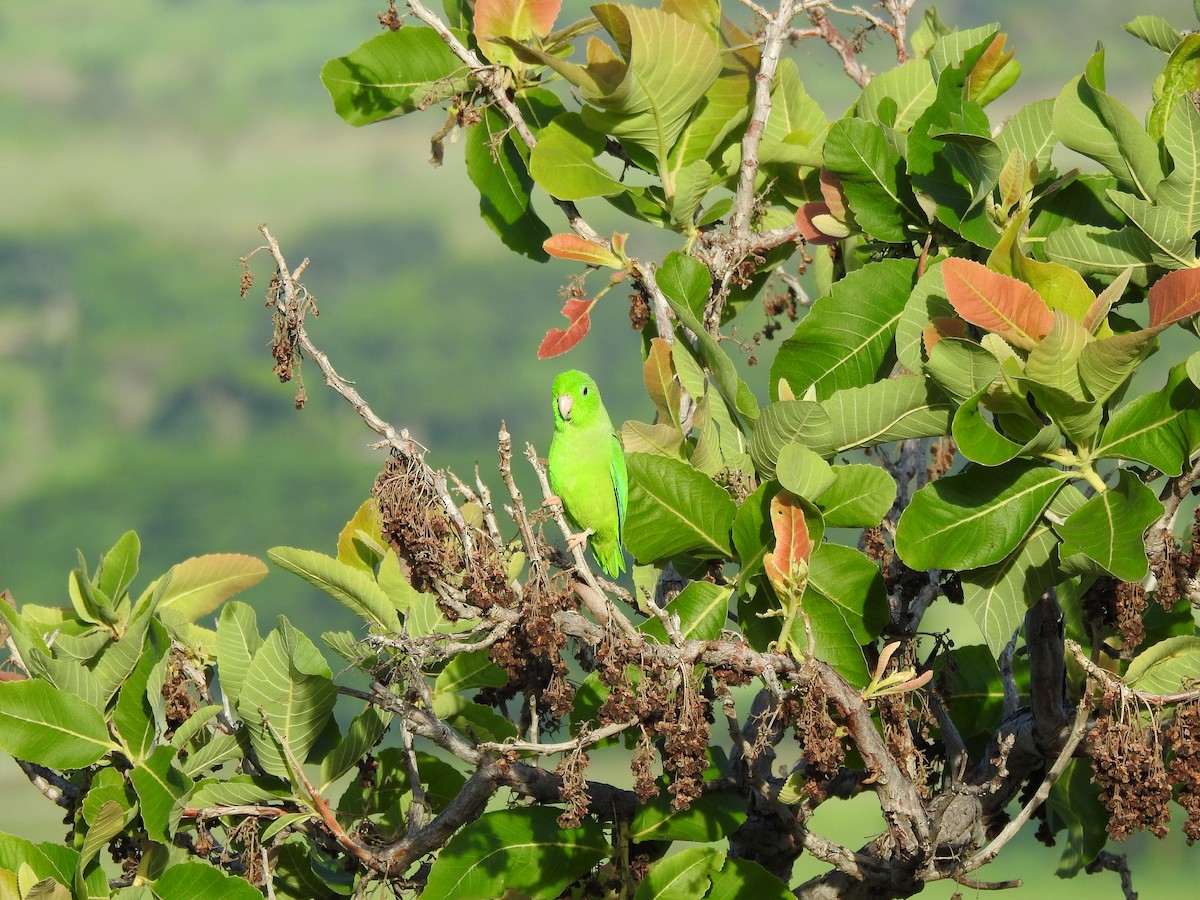 Green-rumped Parrotlet - ML581049091