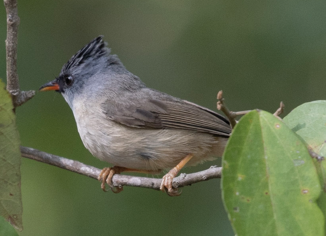 Black-chinned Yuhina - Harshil Sharma