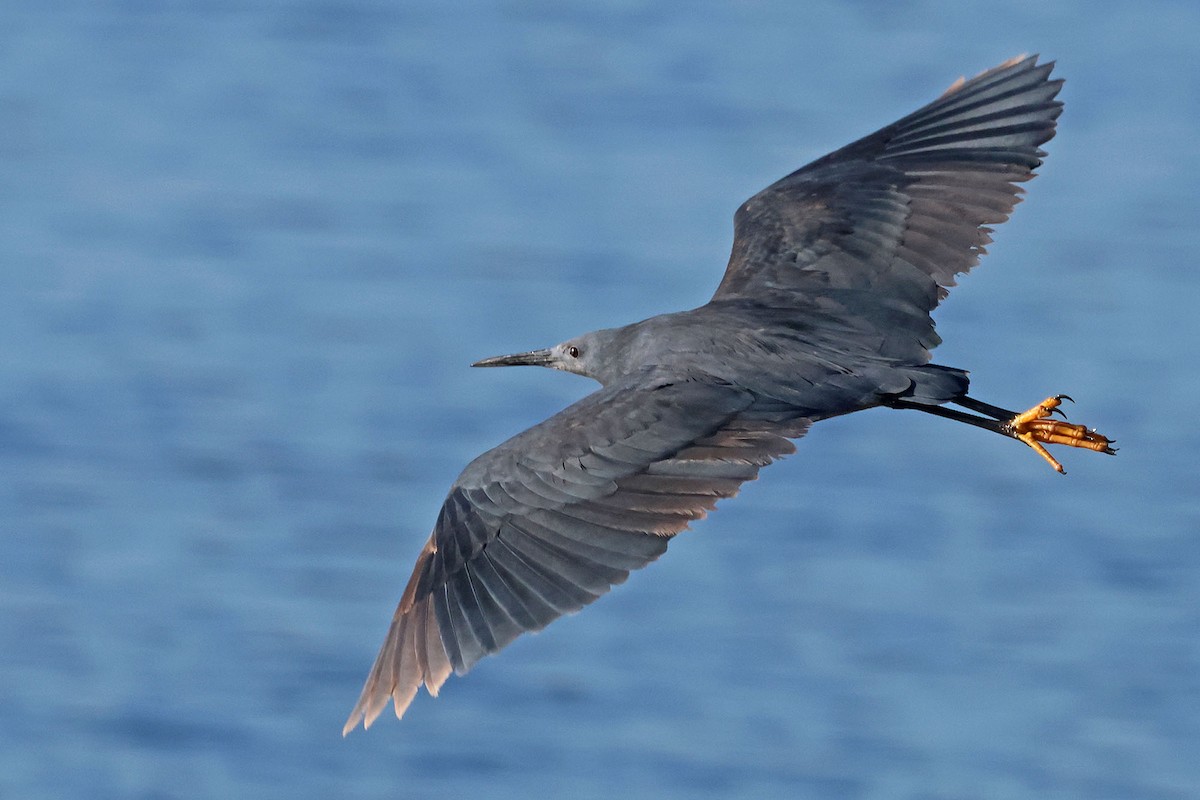 Black Heron - ML581049681