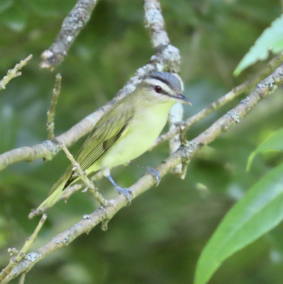 Red-eyed Vireo - Ezra H