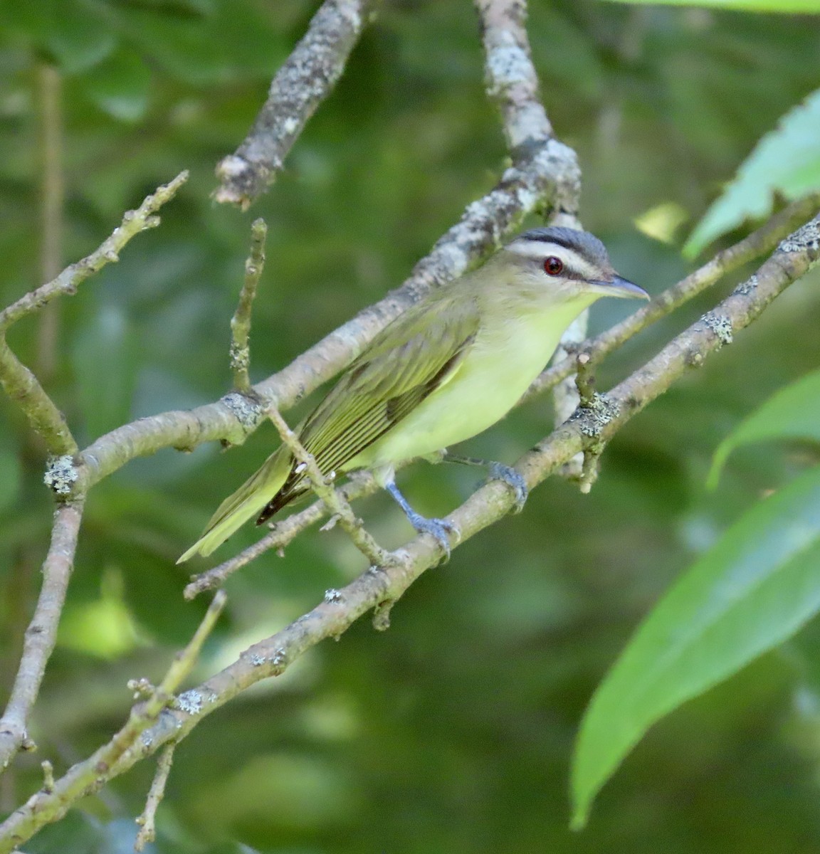 Vireo Ojirrojo - ML581050031