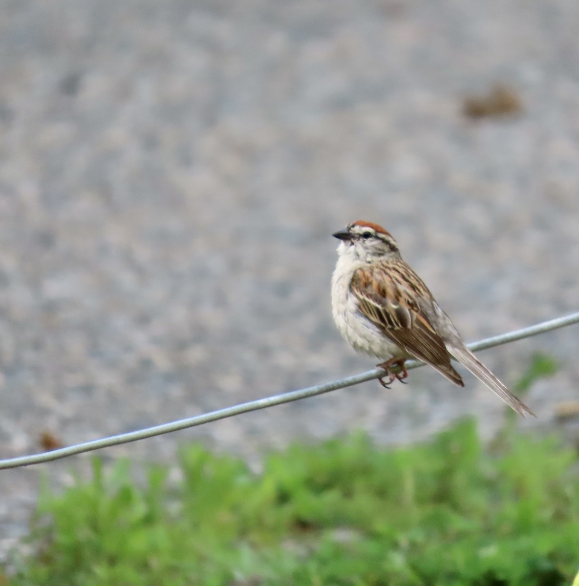 Chipping Sparrow - ML581050101