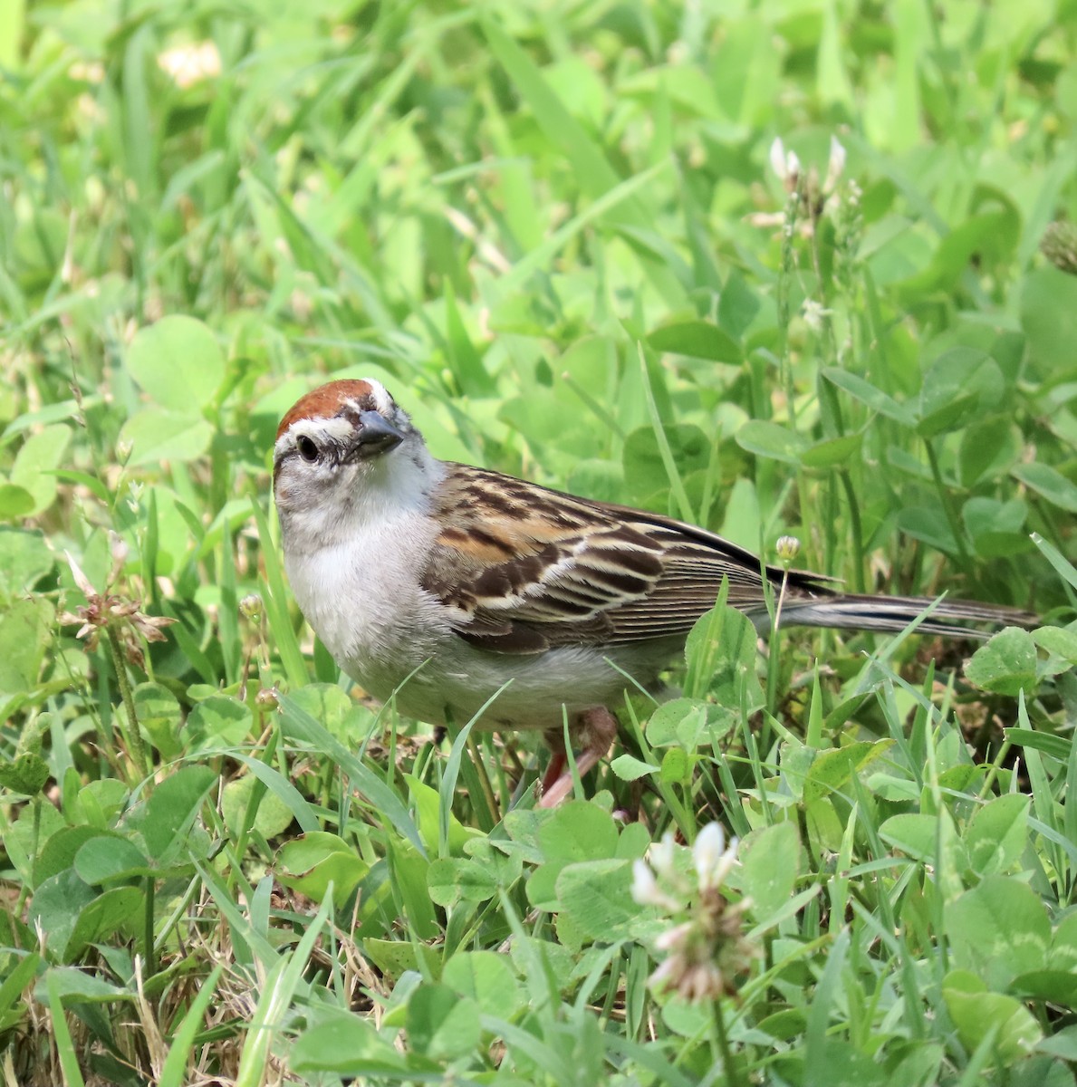 Chipping Sparrow - ML581050111