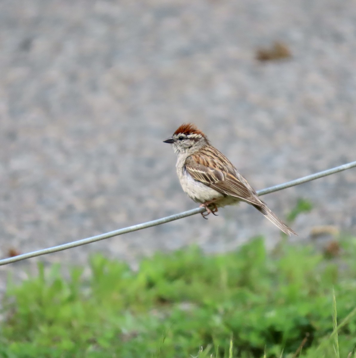 Chipping Sparrow - ML581050131