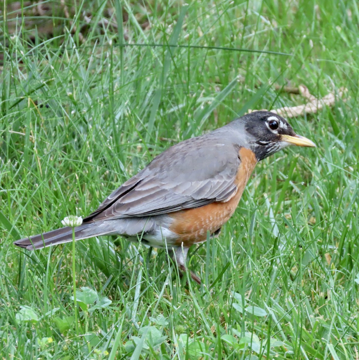 American Robin - ML581050631