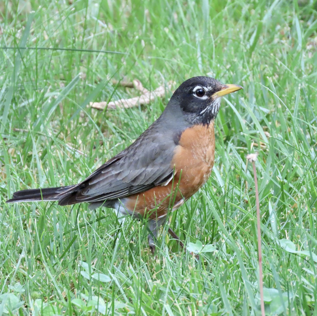 American Robin - ML581050641