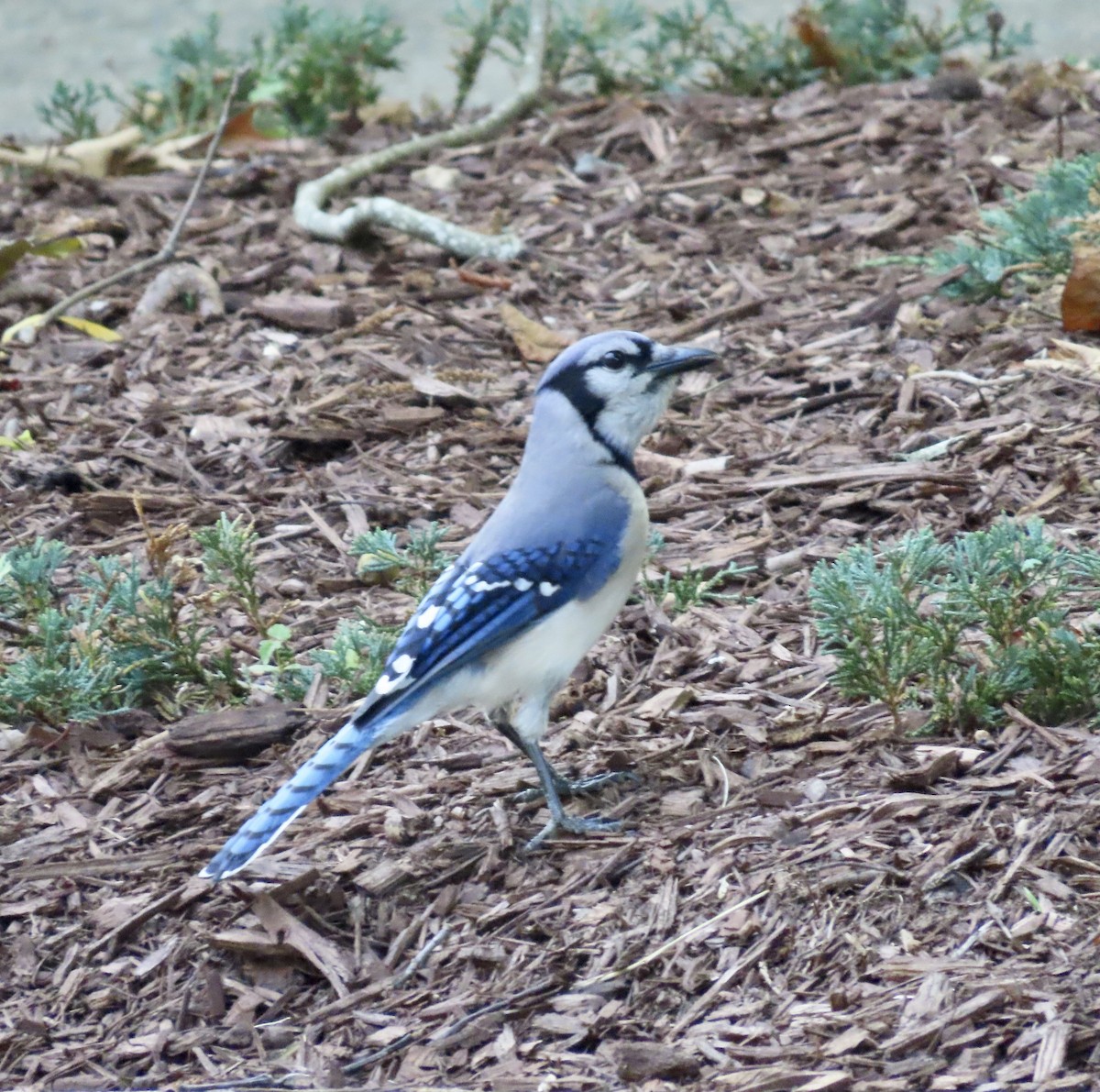 Blue Jay - ML581050681