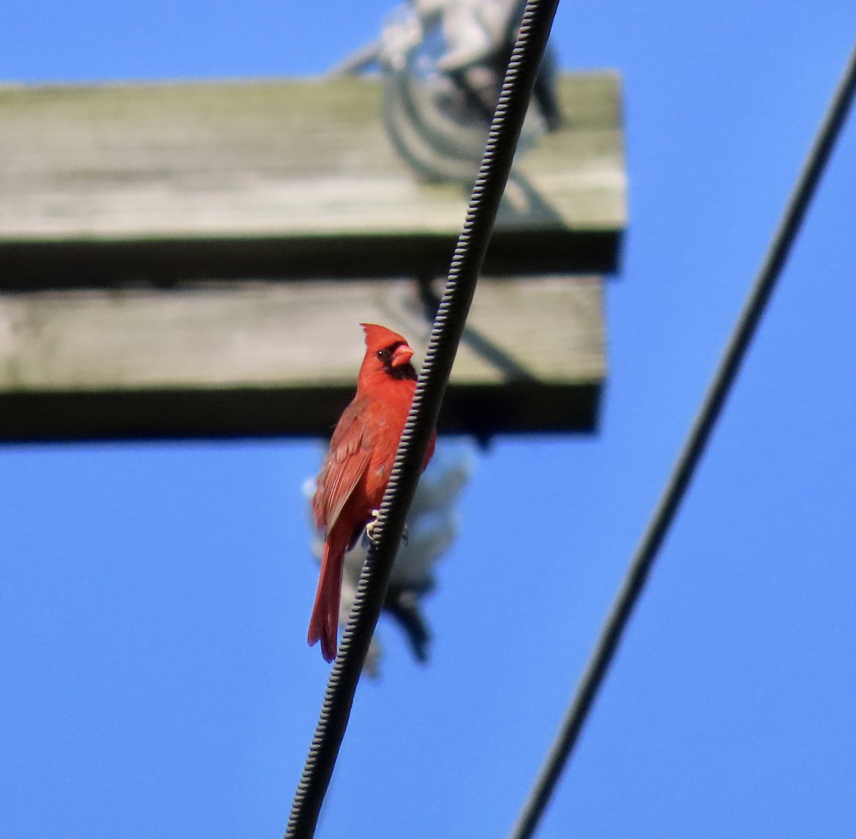 Northern Cardinal - ML581050841