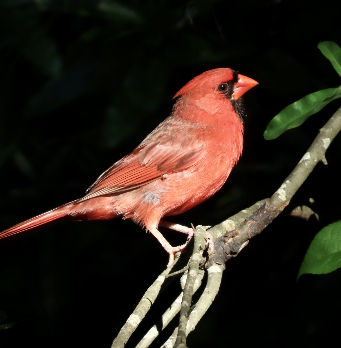 Northern Cardinal - ML581050851