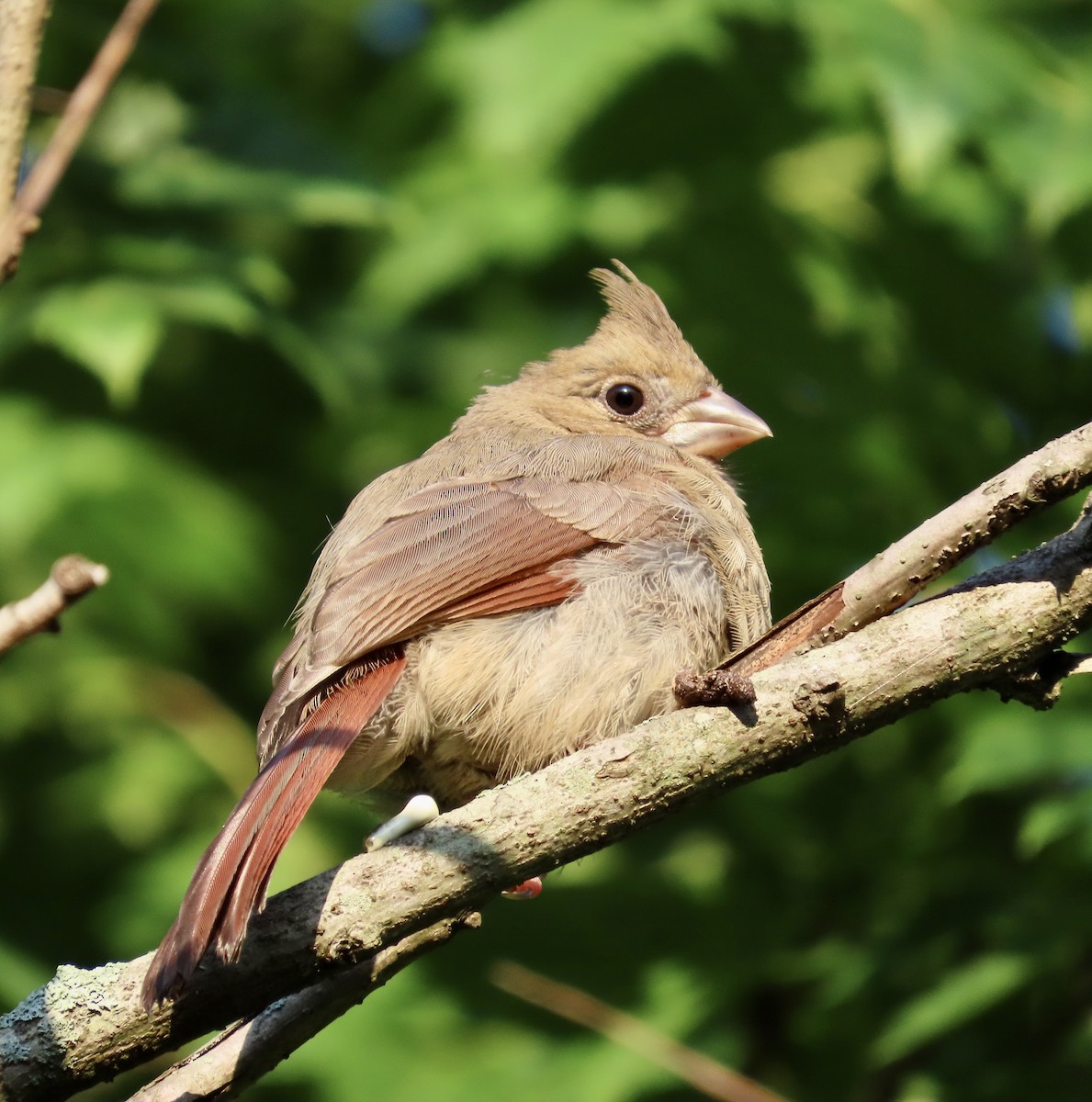 Northern Cardinal - ML581050861