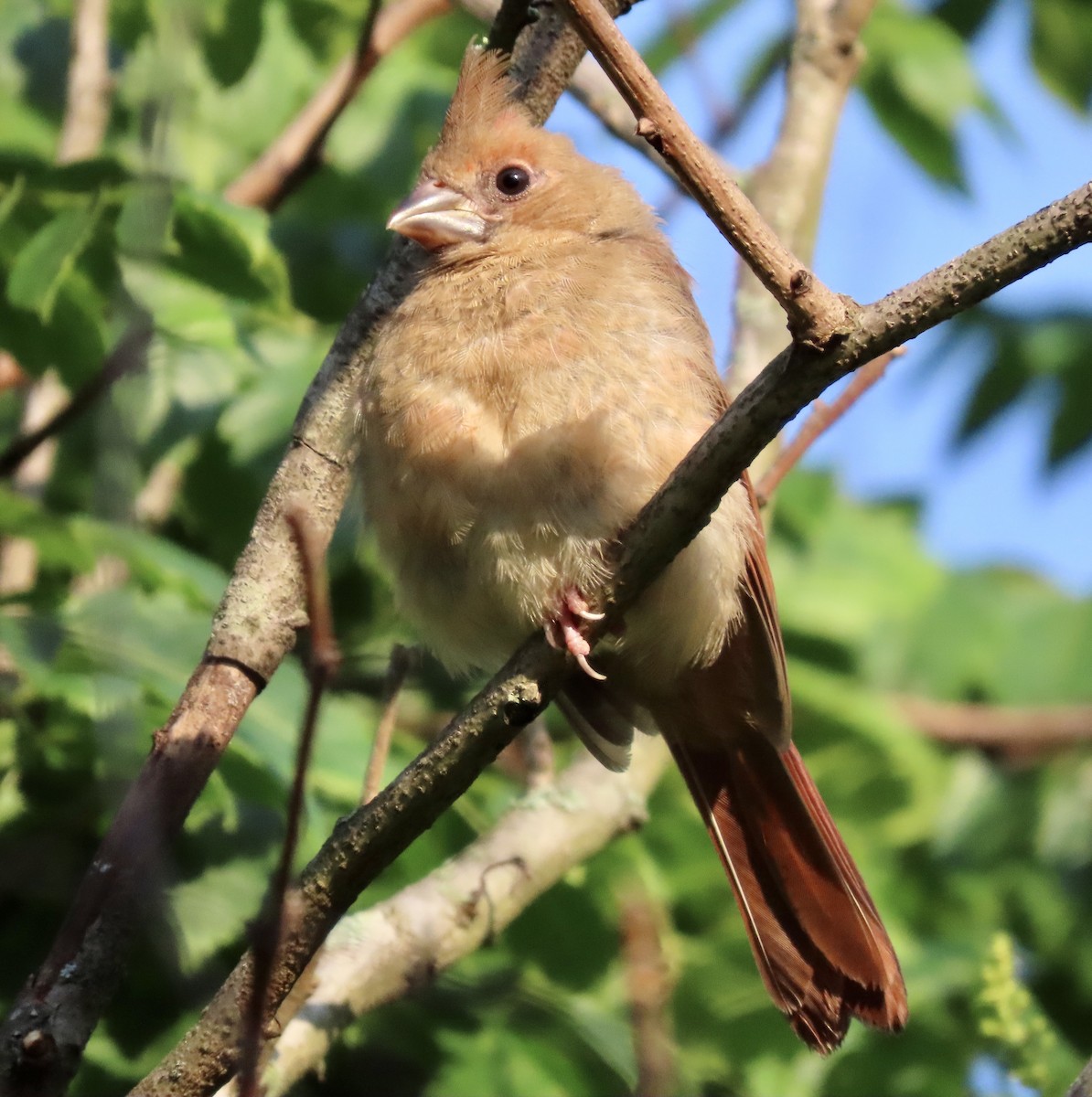 Northern Cardinal - ML581050871