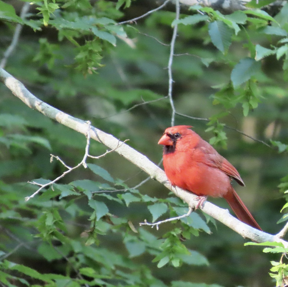 Northern Cardinal - ML581050881