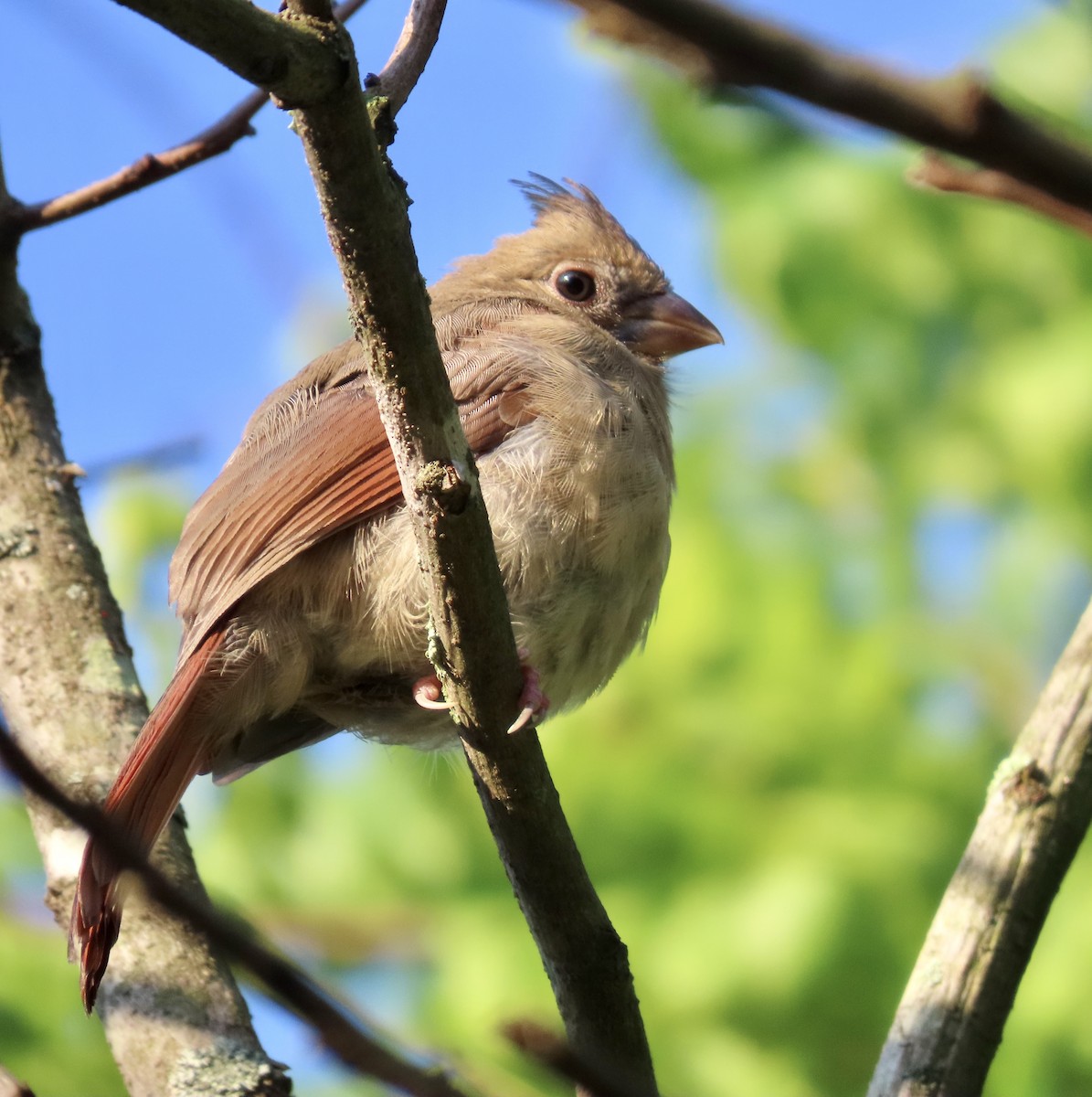 Northern Cardinal - ML581050891