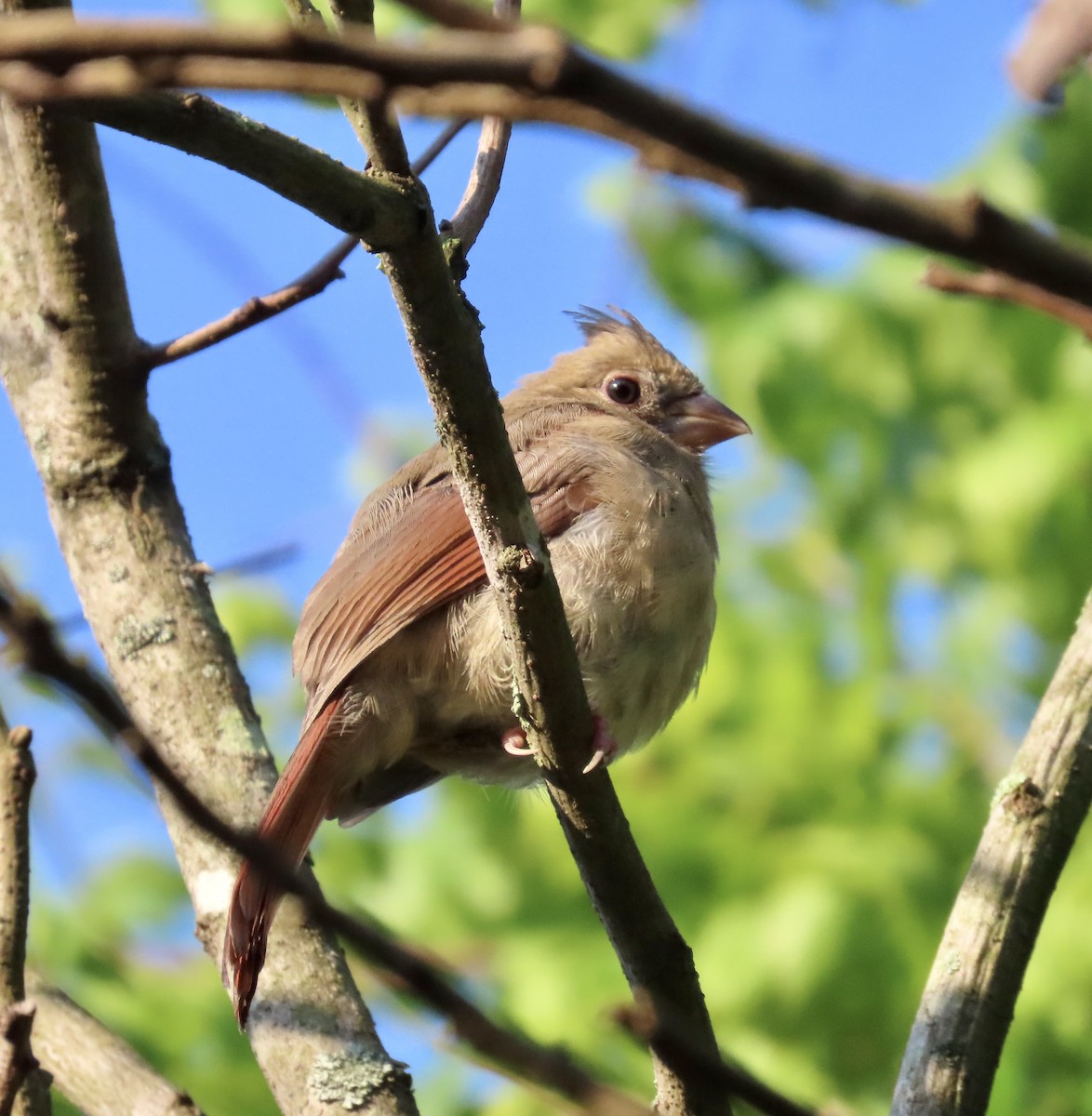 Cardinal rouge - ML581050901