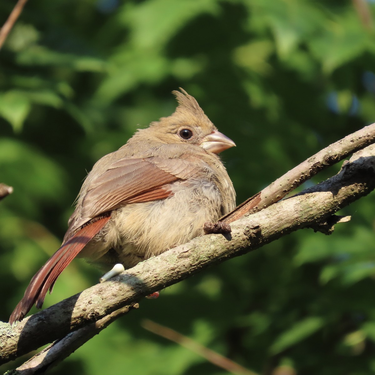 Cardinal rouge - ML581050911