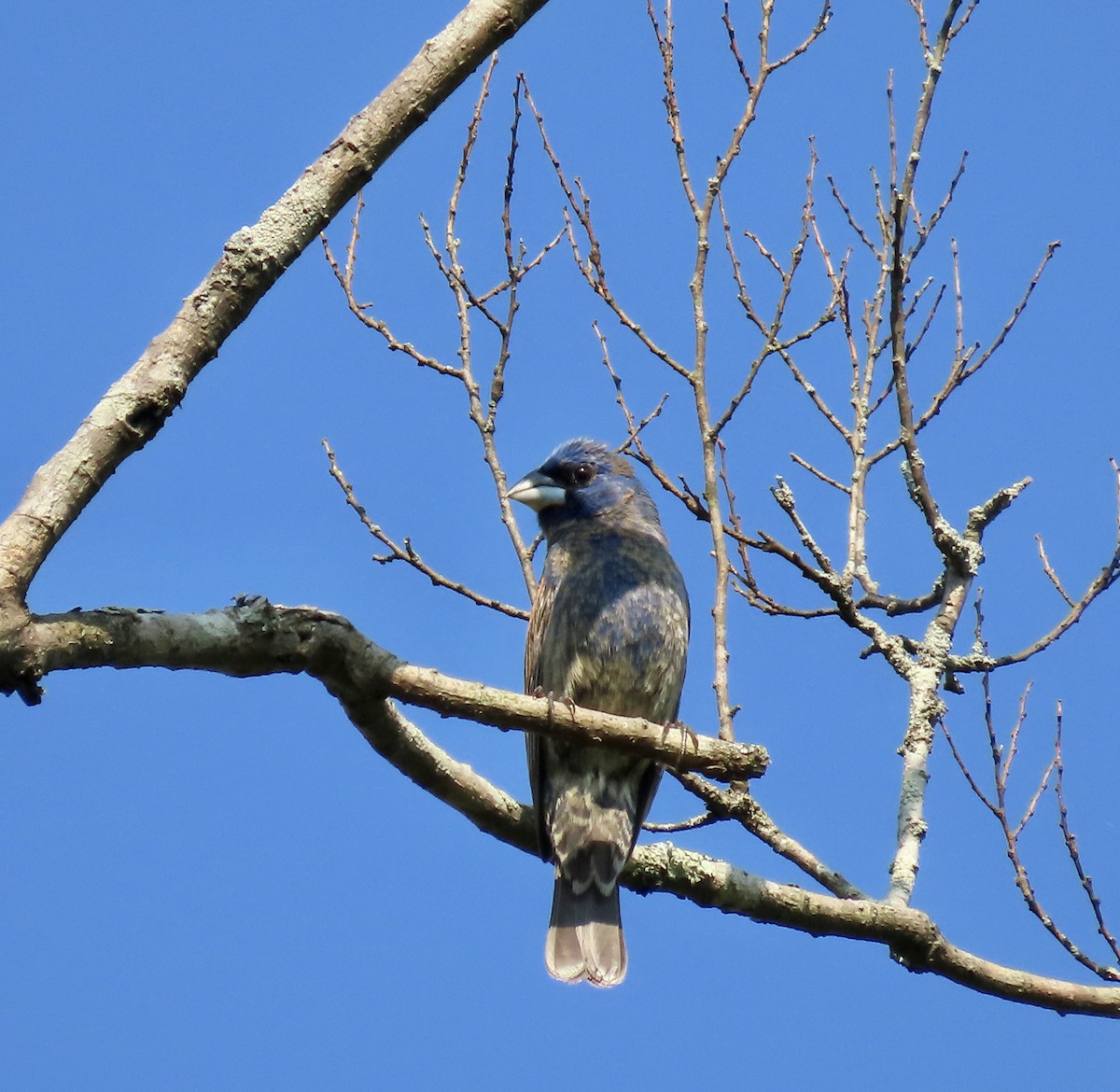 Blue Grosbeak - ML581051031