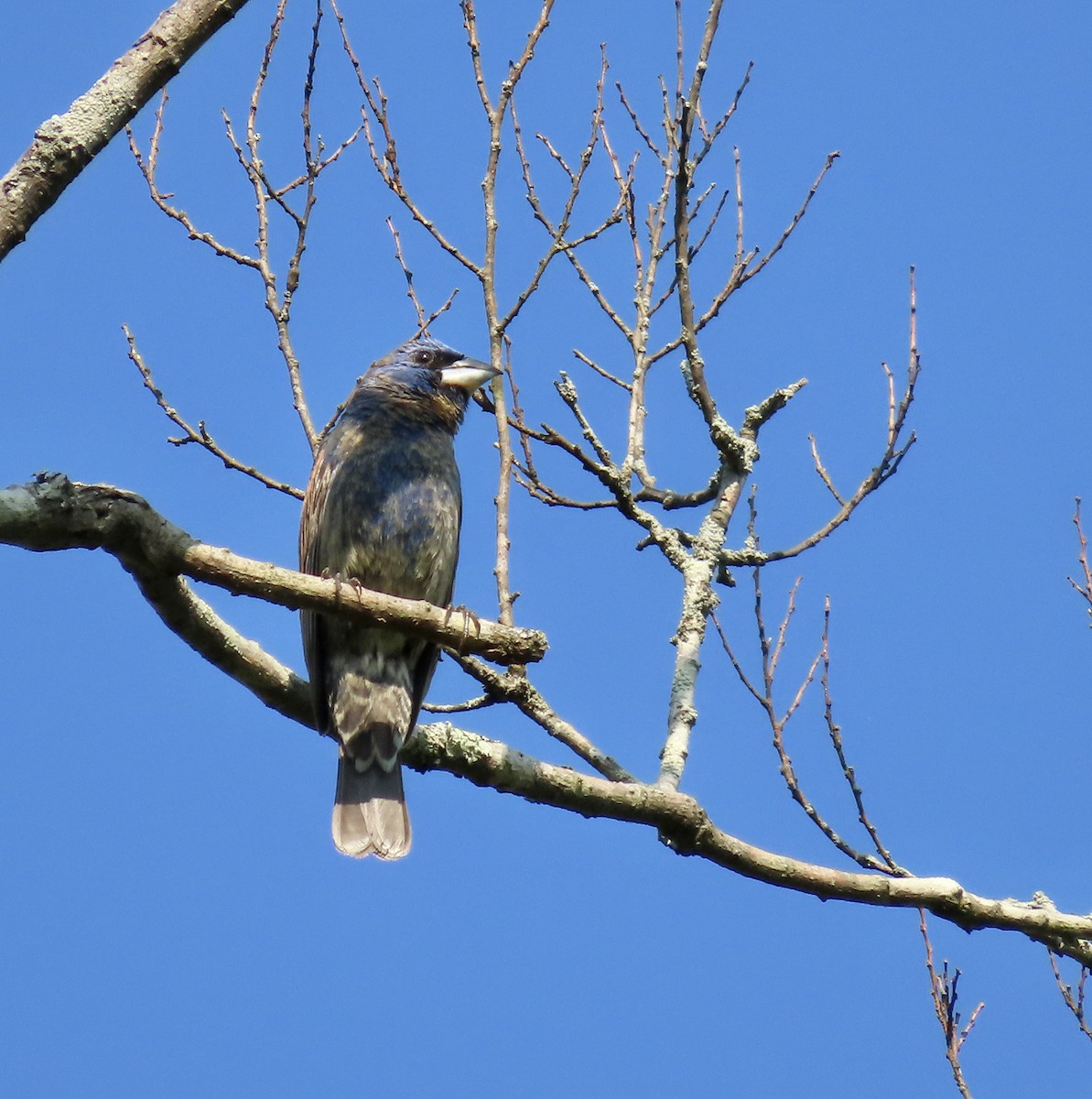 Blue Grosbeak - ML581051041