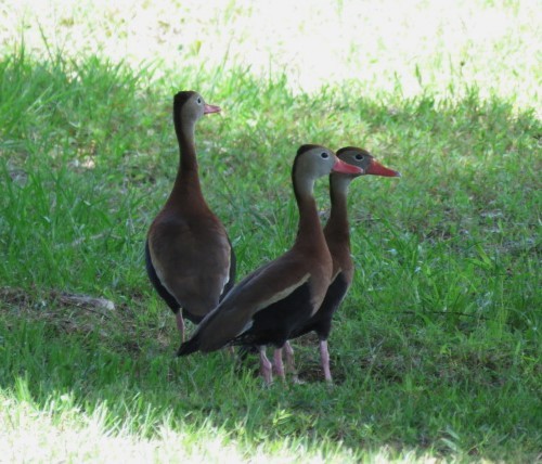 Black-bellied Whistling-Duck - ML581051341