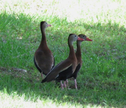 Black-bellied Whistling-Duck - ML581051341