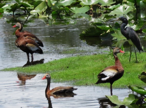 Black-bellied Whistling-Duck - ML581051831