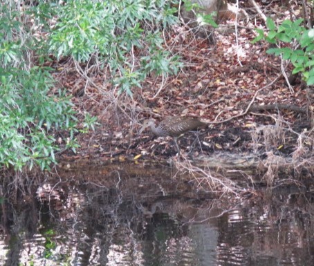 Limpkin - ML581051941