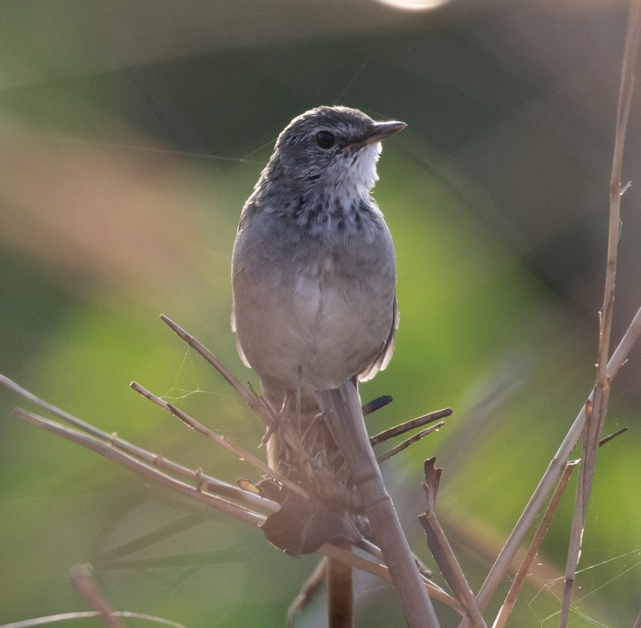 West Himalayan Bush Warbler - ML581052071