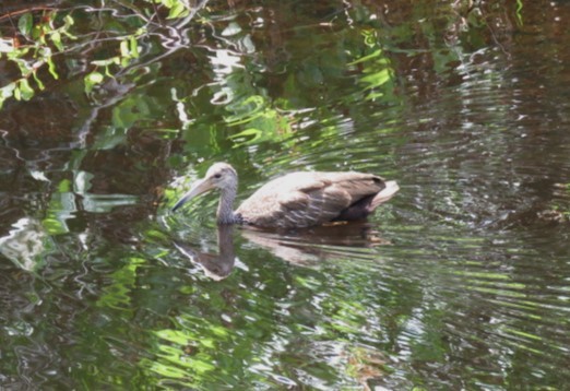 Limpkin - ML581052091