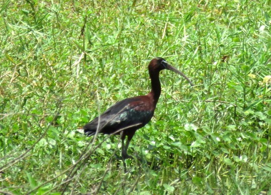 ibis hnědý - ML581052141