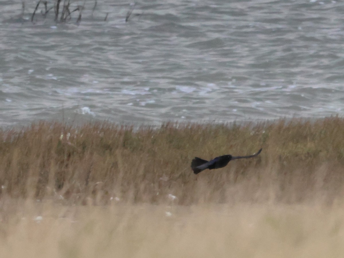 Great-tailed Grackle - ML581054771