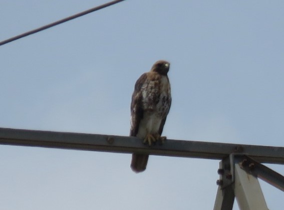 Red-tailed Hawk - ML581055571