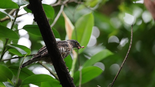 Crested Goshawk - ML581055891