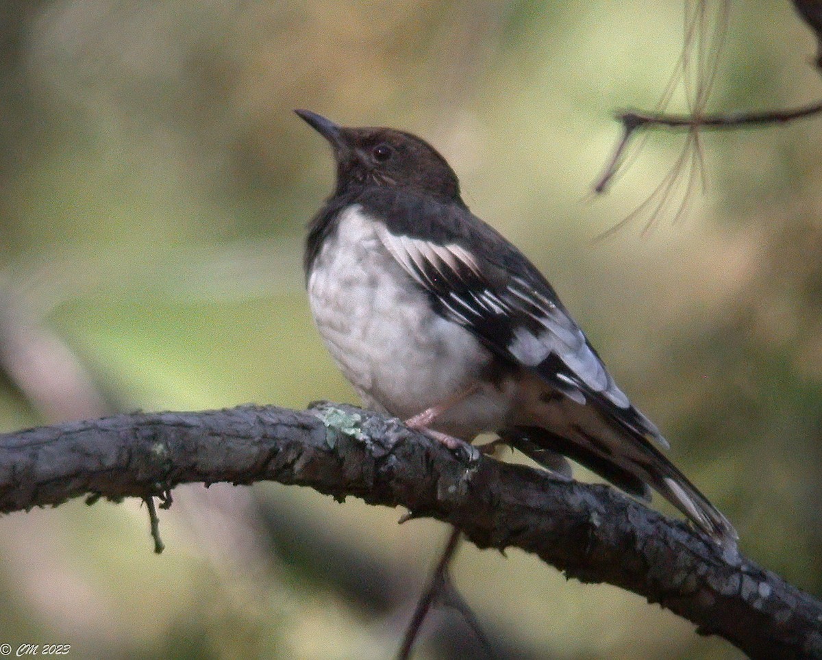 Aztec Thrush - ML581056101