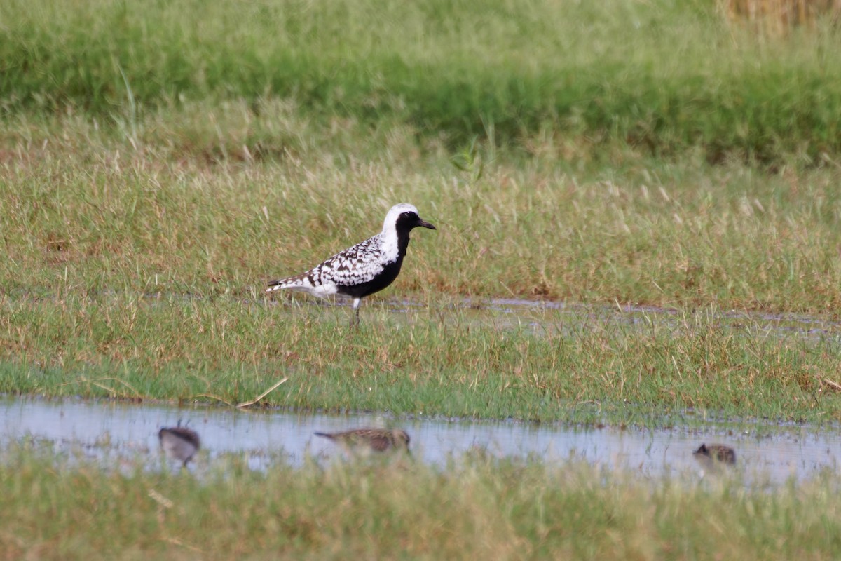 Black-bellied Plover - ML581056771