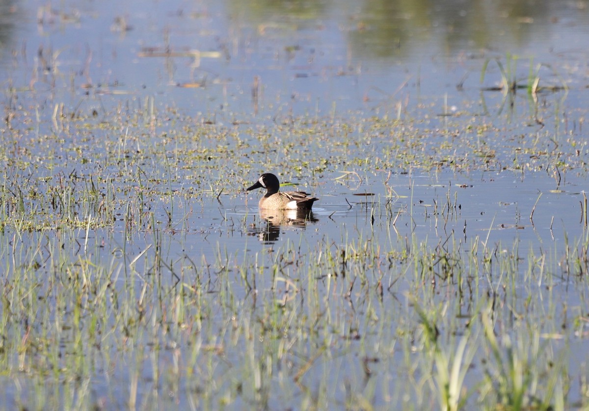 Blue-winged Teal - ML581057641
